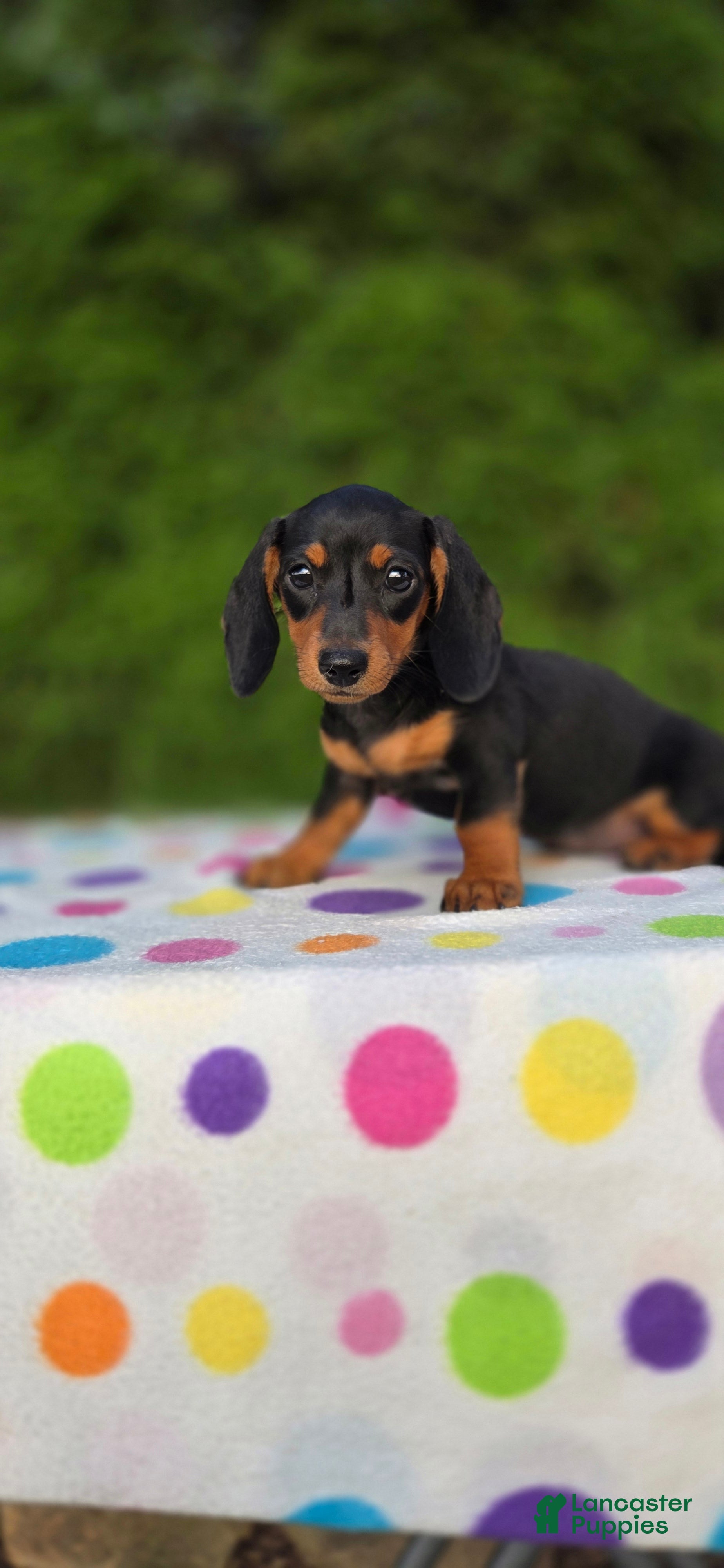 Miniature Dachshund dogs Dolly  - Ad 1