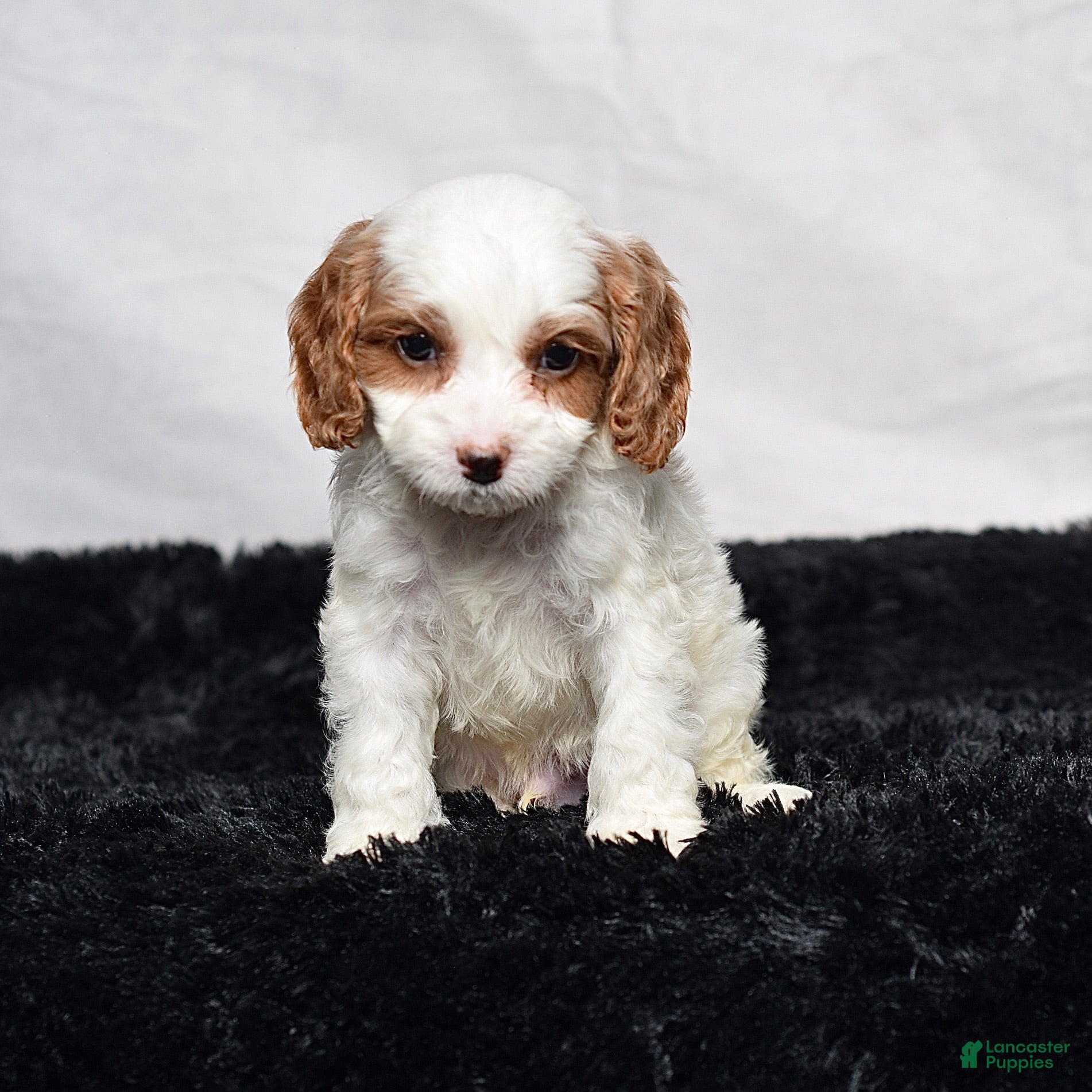 Cavapoo dogs Wyatt - Ad 2