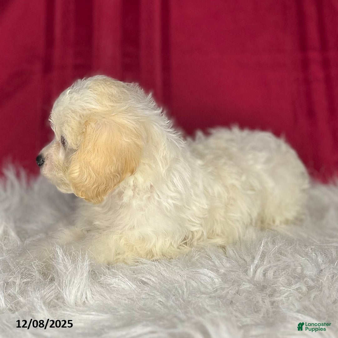 Cavachon dogs for sale: Rudolph - Ad 2