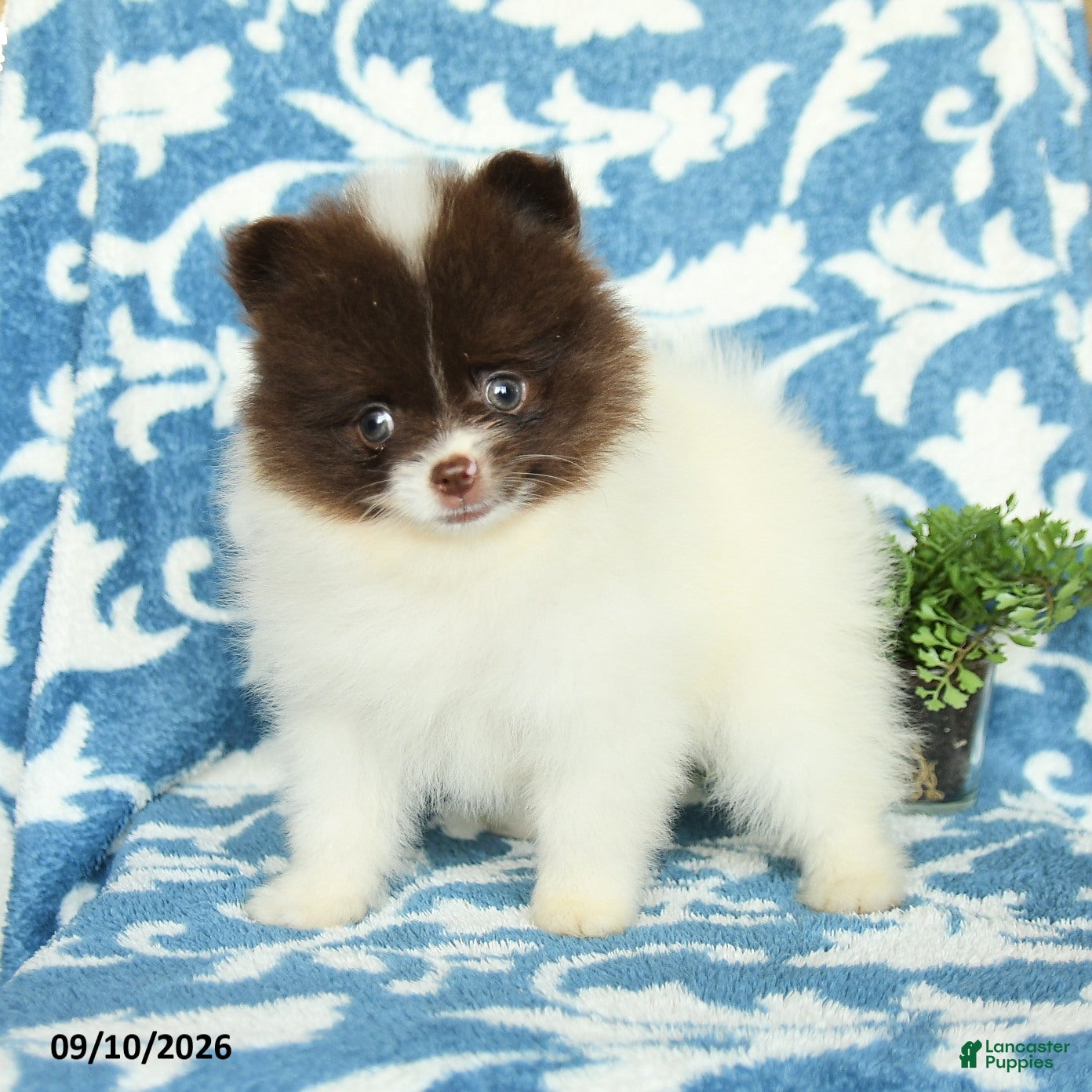 Pomeranian dogs Harry Teacup - Ad 1