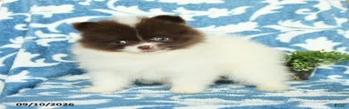 Harry Teacup