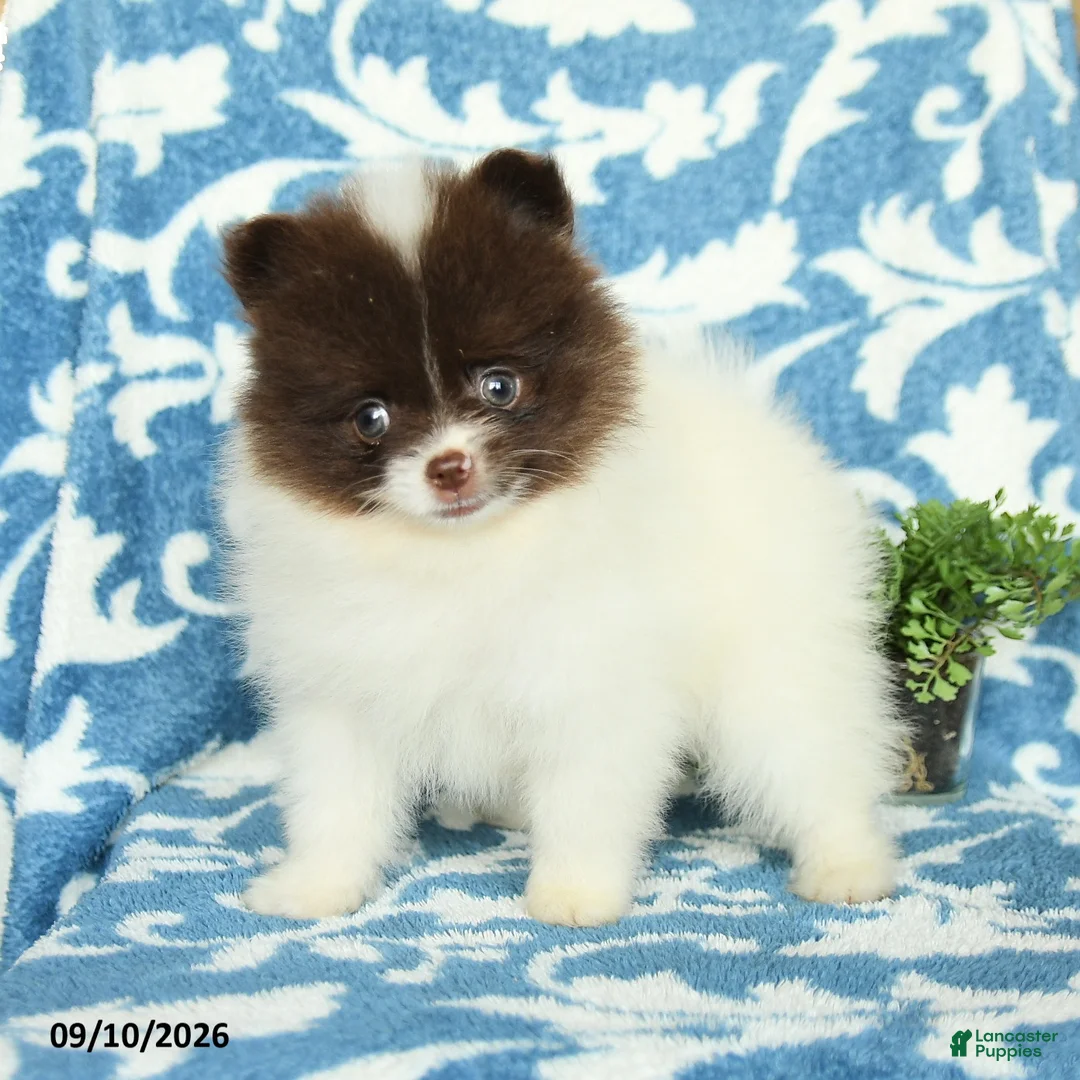 Pomeranian dogs for sale: Harry Teacup - Ad 1