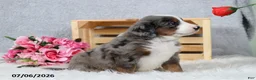 Mini Bernedoodle dogs for sale: Kenji - Ad 7