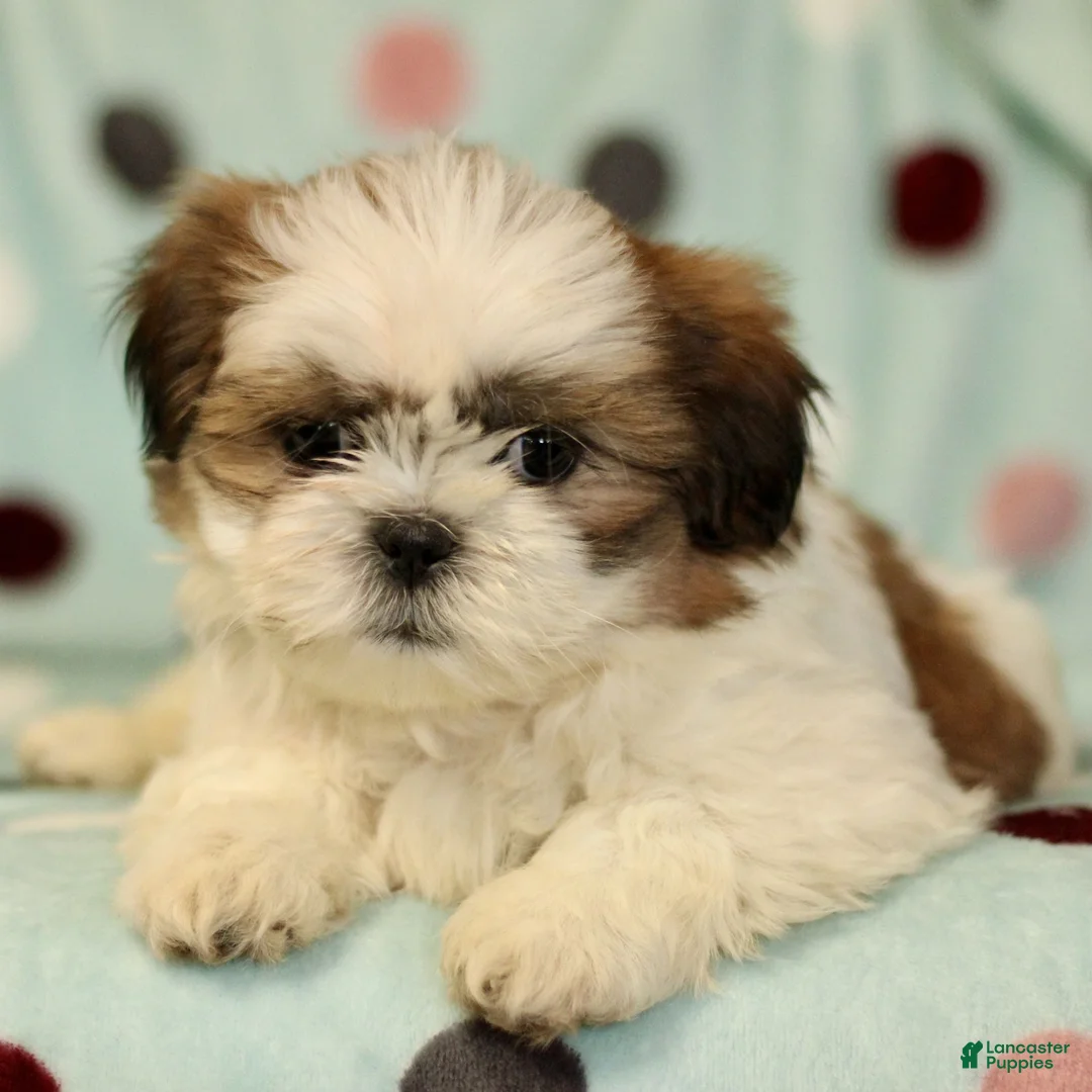 Shih Tzu dogs for sale: Blaine - Ad 1