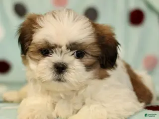 Shih Tzu dogs for sale: Blaine - Ad 4