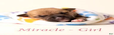 Miracle
