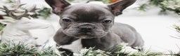 French Bulldog dogs for sale: French Bulldog Puppy 7 - Ad 3