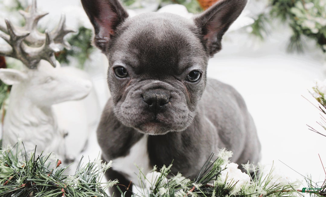 French Bulldog dogs for sale: French Bulldog Puppy 7 - Ad 3