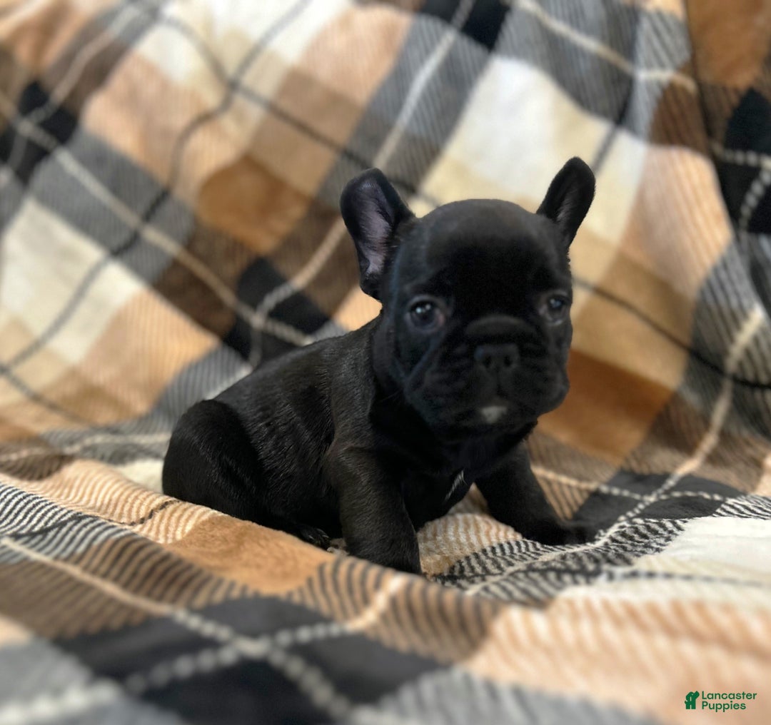 French Bulldog dogs for sale: French Bulldog Puppy 2 - Ad 2