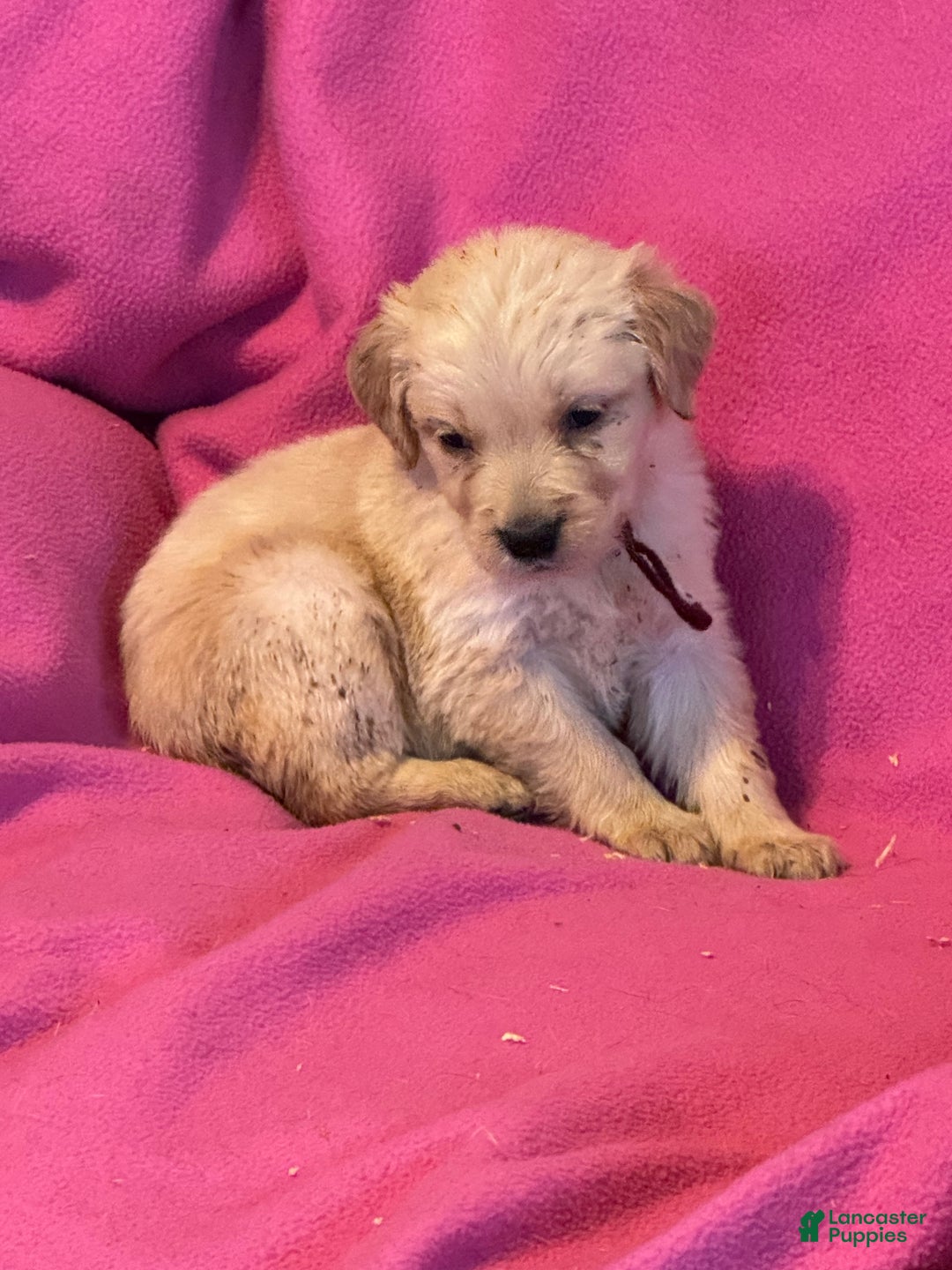 Golden Retriever dogs for sale: Burgundy female- Penny  - Ad 4