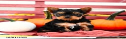 Yorkshire Terrier dogs for sale: Pumpkin TEACUP - Ad 2