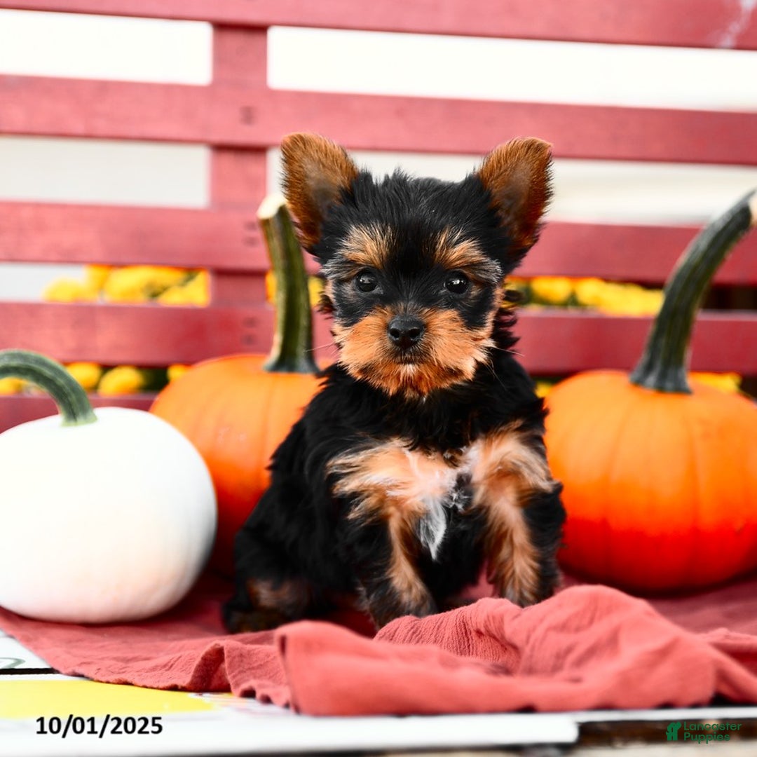 Yorkshire Terrier dogs for sale: Pumpkin TEACUP - Ad 2
