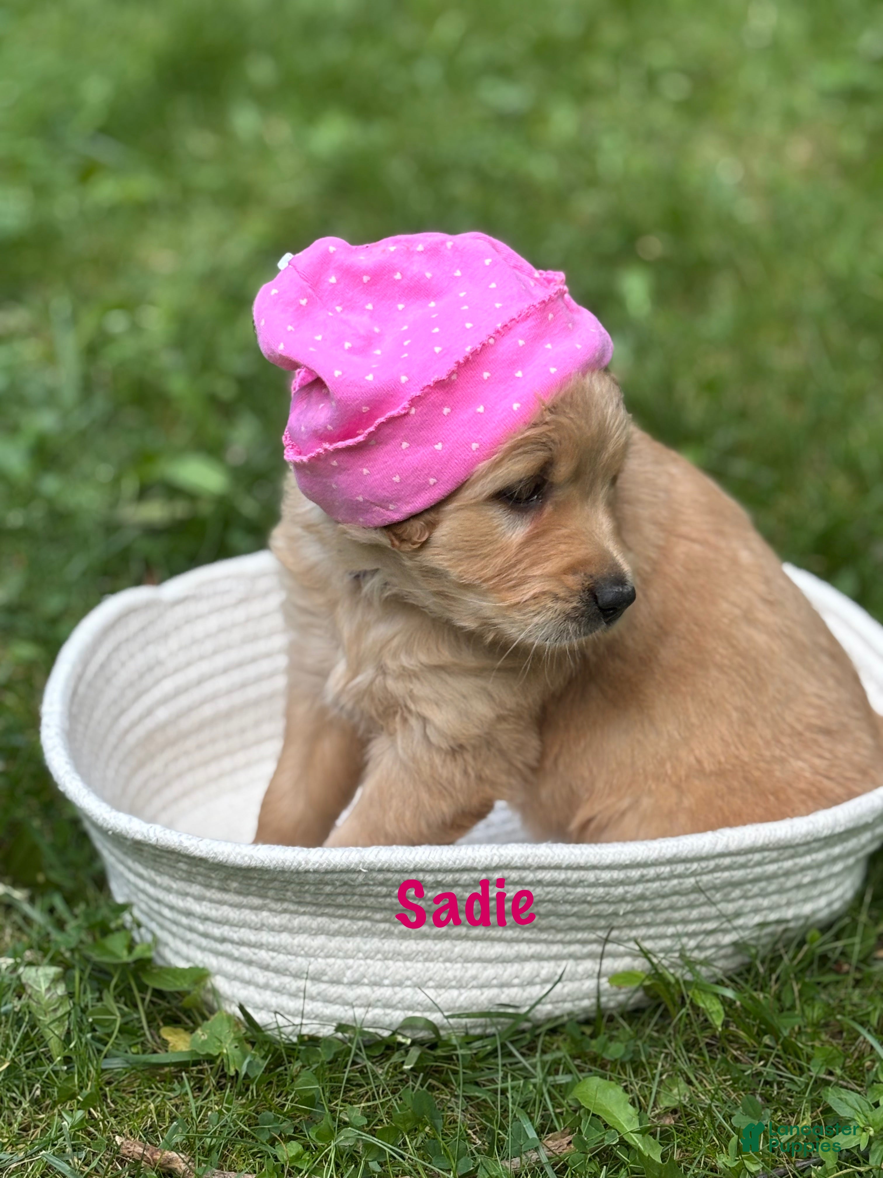 Golden Retriever dogs Sadie - Ad 1
