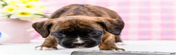 Boxer dogs for sale: Rosette - Ad 7