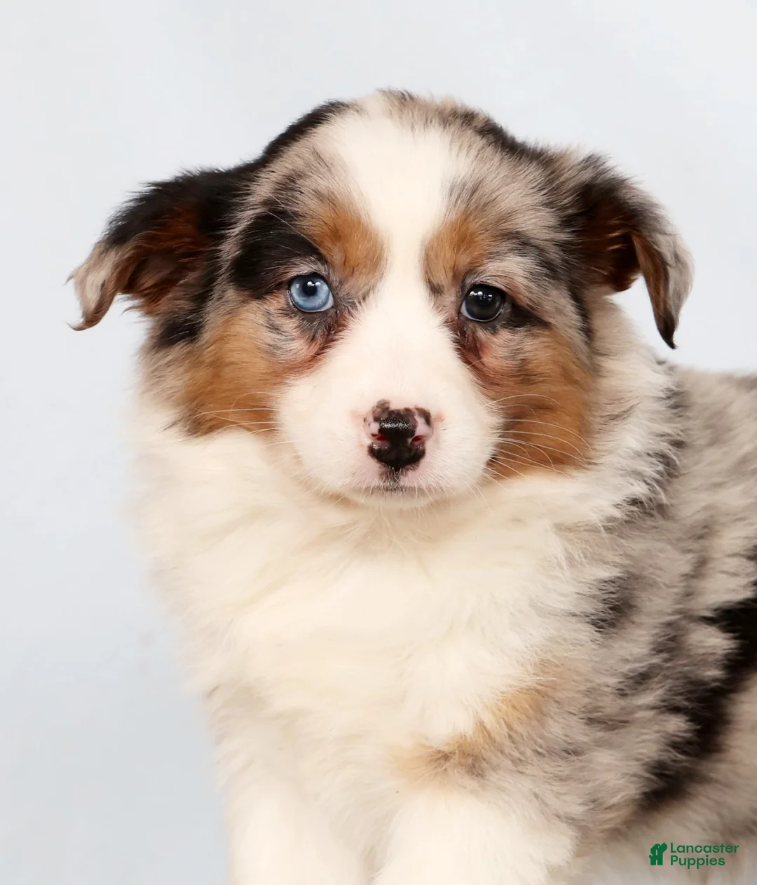 Australian Shepherd dogs for sale: Jessica - Ad 9