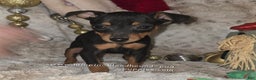 Miniature Pinscher dogs for sale: Rory black and rust  - Ad 4