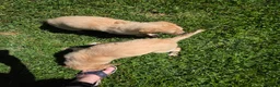 Borzoi dogs for sale: Gabriel-APRI-Pedigree - Ad 6