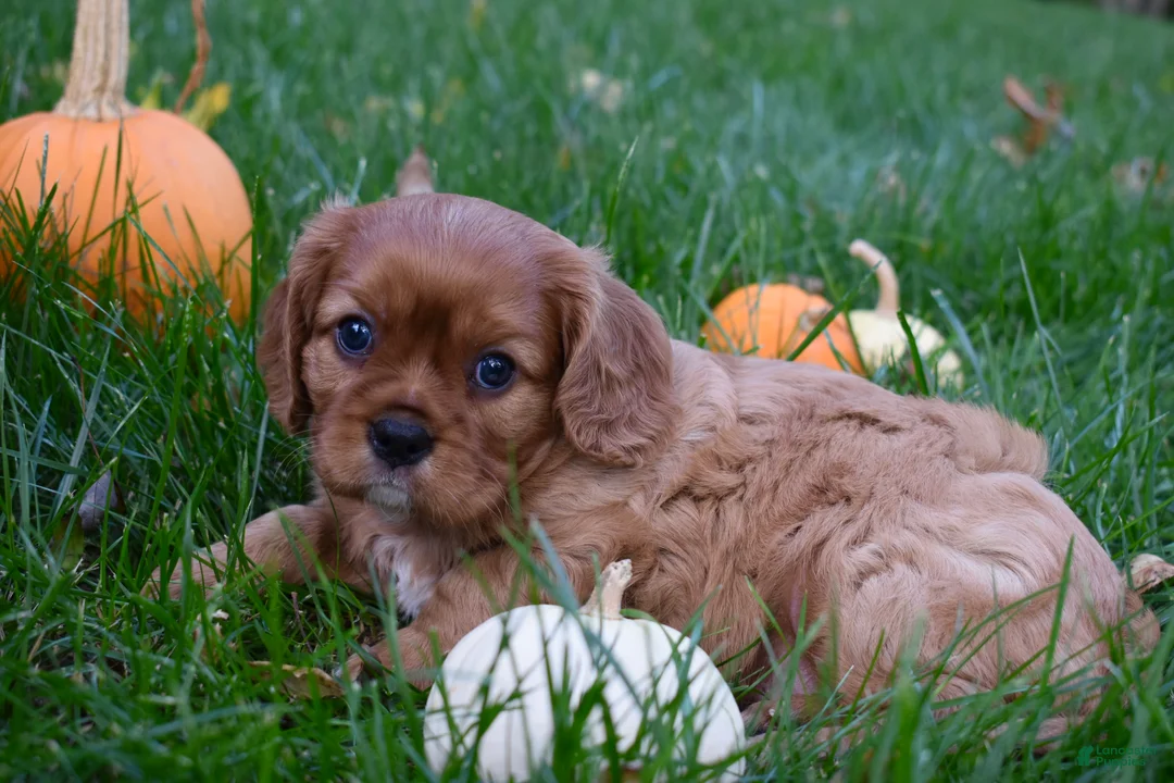 Cavalier King Charles Spaniel dogs for sale: Victor - Ad 1