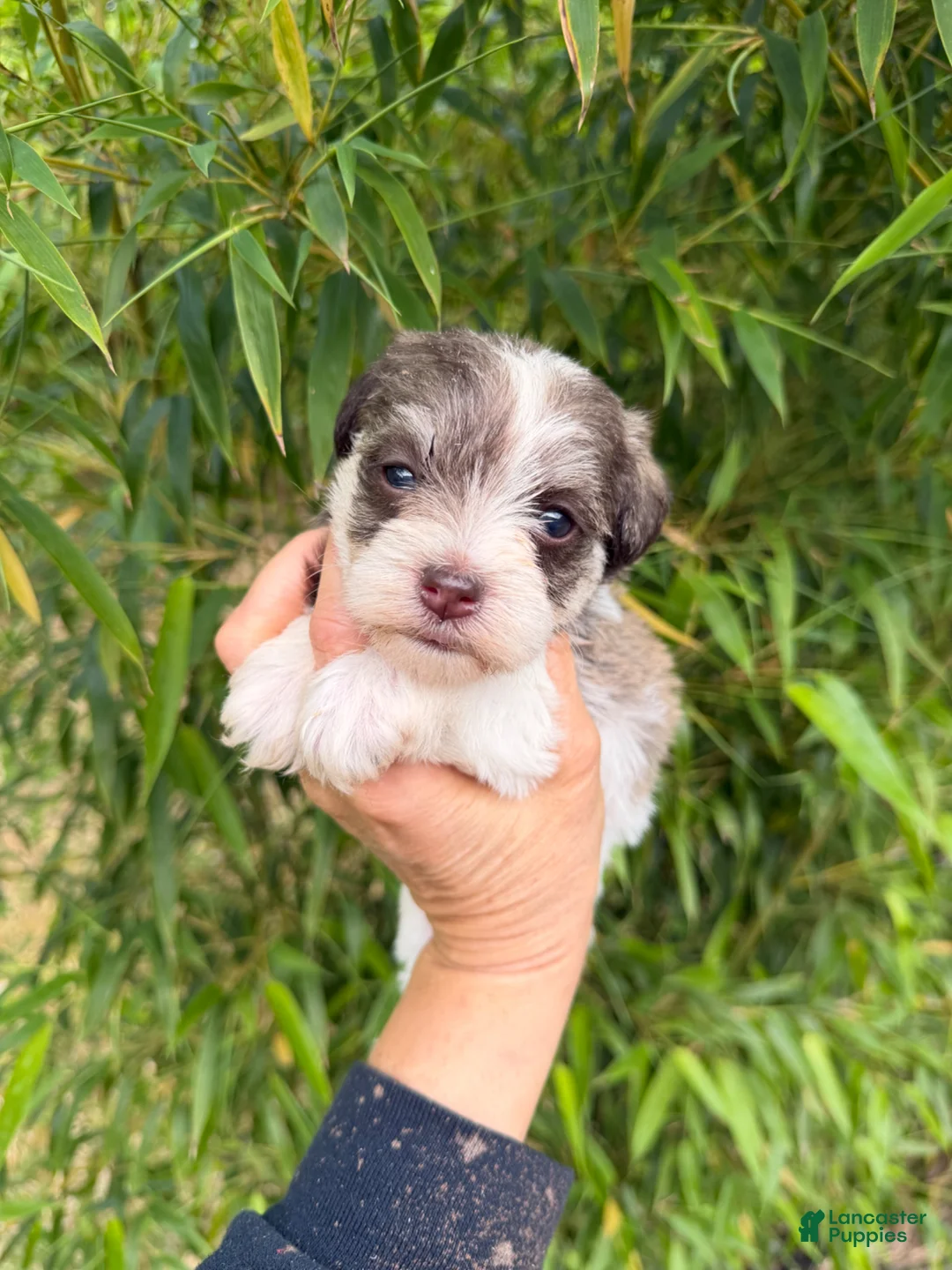 Miniature Schnauzer dogs for sale: Miniature Schnauzer Puppy 2 - Ad 1