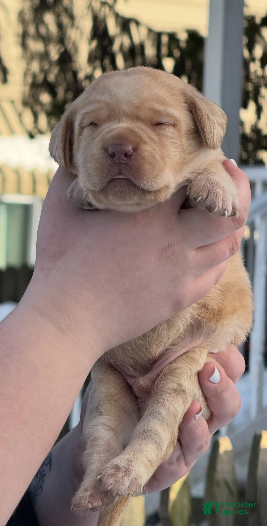 Labrador Retriever dogs for sale: Labrador Retriever Puppy 2 - Ad 13