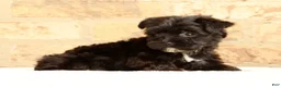 Yochon dogs for sale: Bandit - Ad 5