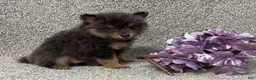 Pomeranian dogs for sale: Kelsey - Ad 3