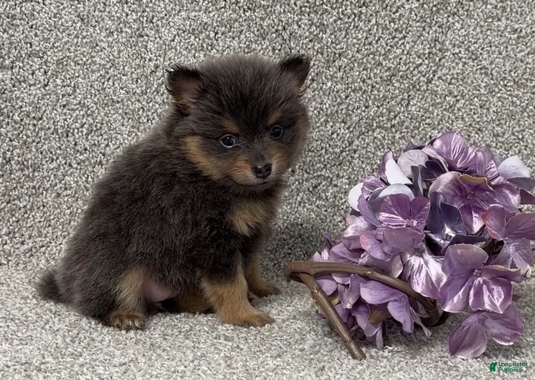 Pomeranian dogs for sale: Kelsey - Ad 3