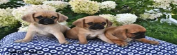 Mixed Breed dogs for sale: Chloe - Ad 3