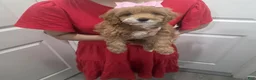 Cavapoo dogs for sale: Cavapoo  - Ad 2