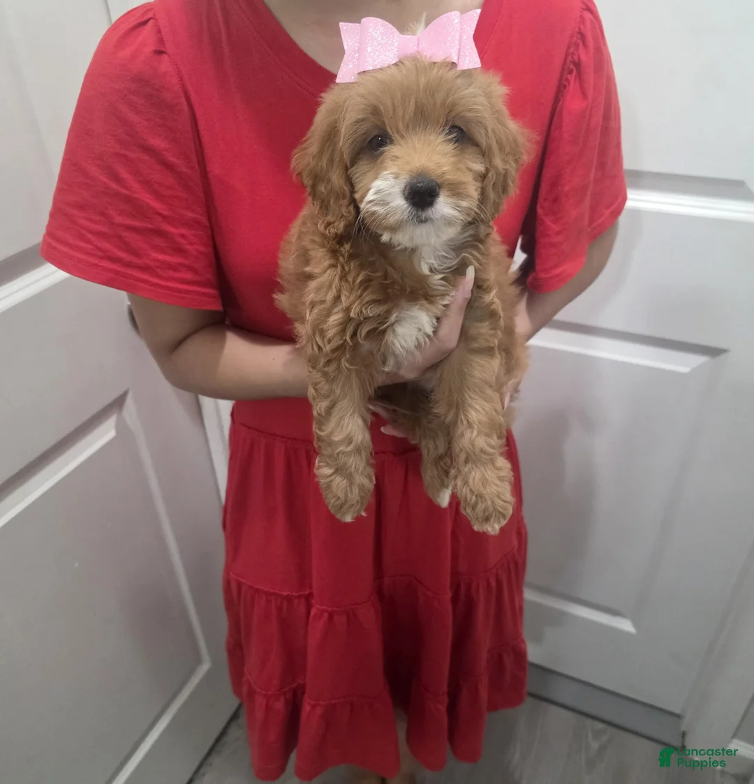 Cavapoo dogs for sale: Cavapoo  - Ad 2