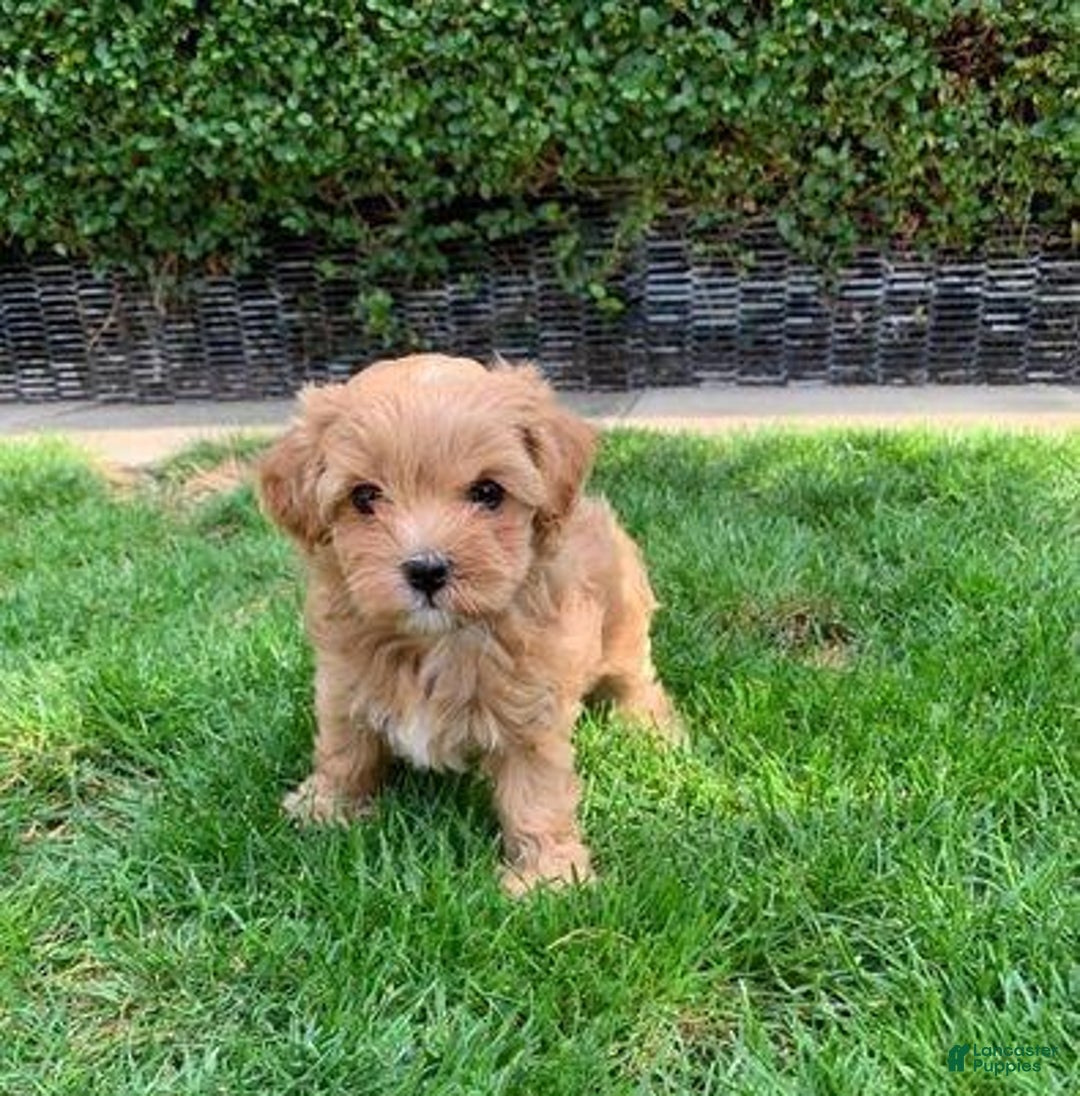 Maltese Poodle F2 F2 Maltipoo For Sale Clearance