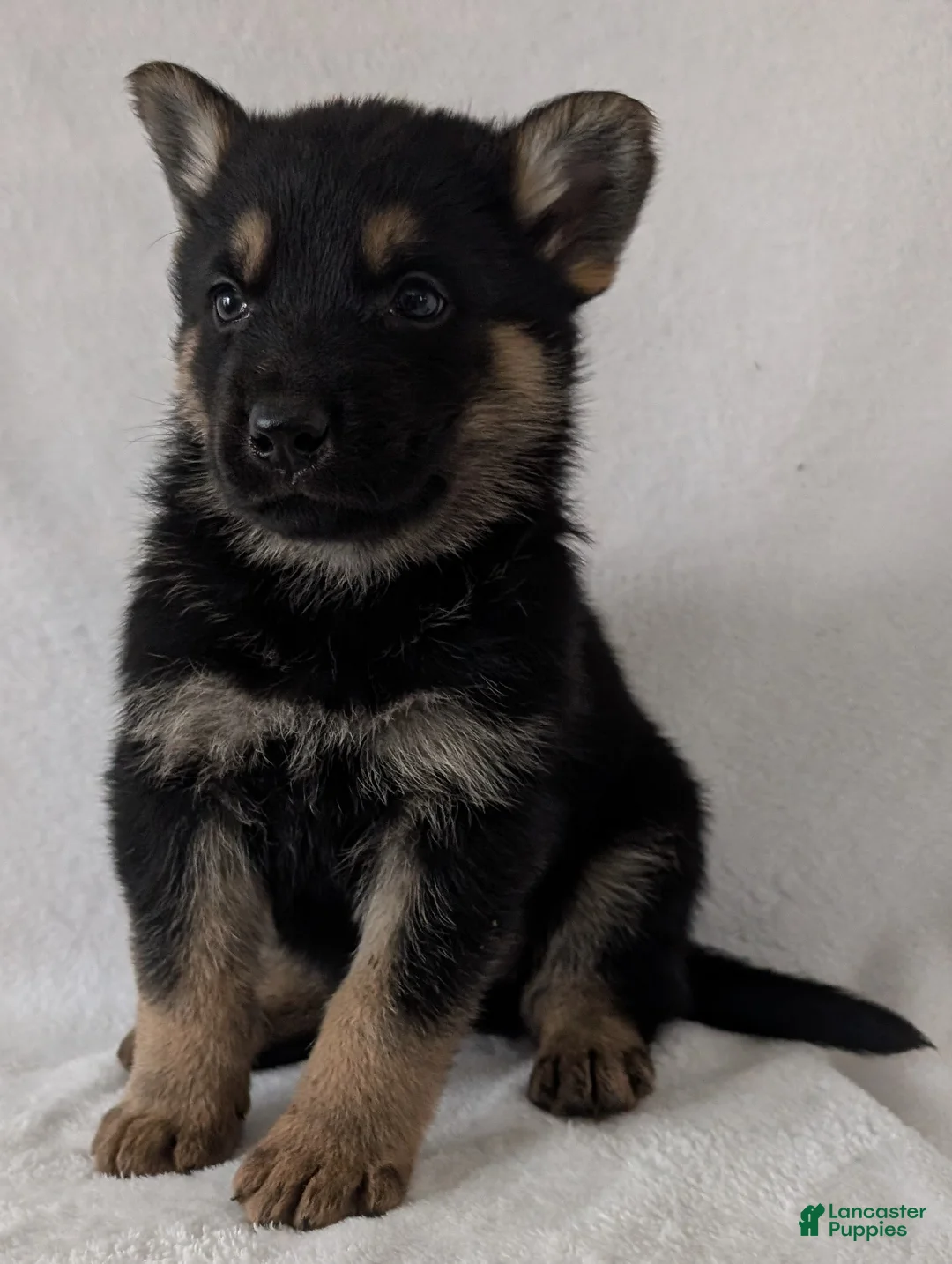 German Shepherd dogs for sale: Dillon  - Ad 5