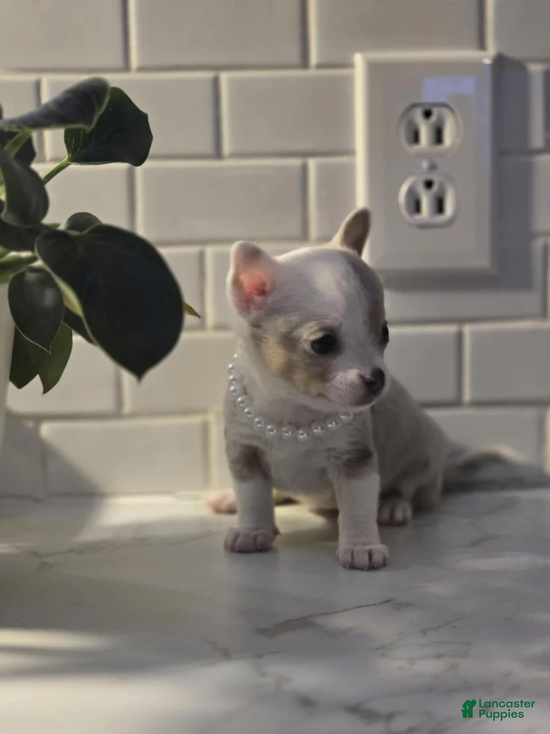 Chihuahua dogs for sale: lilly - Ad 5