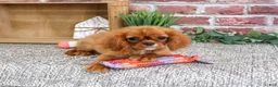 Cavalier King Charles Spaniel dogs for sale: Daphne - Ad 2