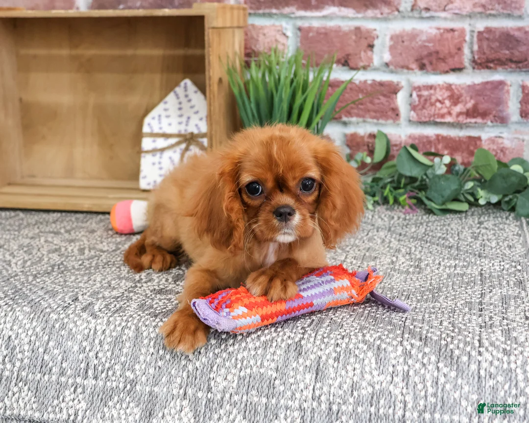 Cavalier King Charles Spaniel dogs for sale: Daphne - Ad 2