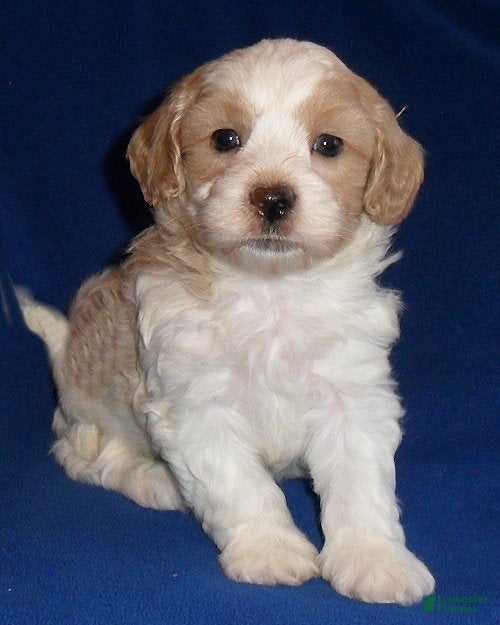 Shihpoo dogs for sale: Benji - Ad 2
