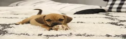 Puggle dogs for sale: Cherokee - Ad 4
