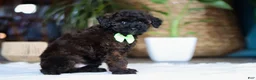 Miniature Poodle dogs for sale: Sprout - Ad 3