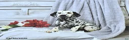 Dalmatian dogs for sale: Bruno - Ad 3