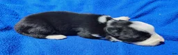 Border Collie dogs for sale: Skipper  - Ad 25