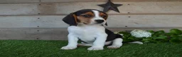 Beagle dogs for sale: Annie - Ad 1