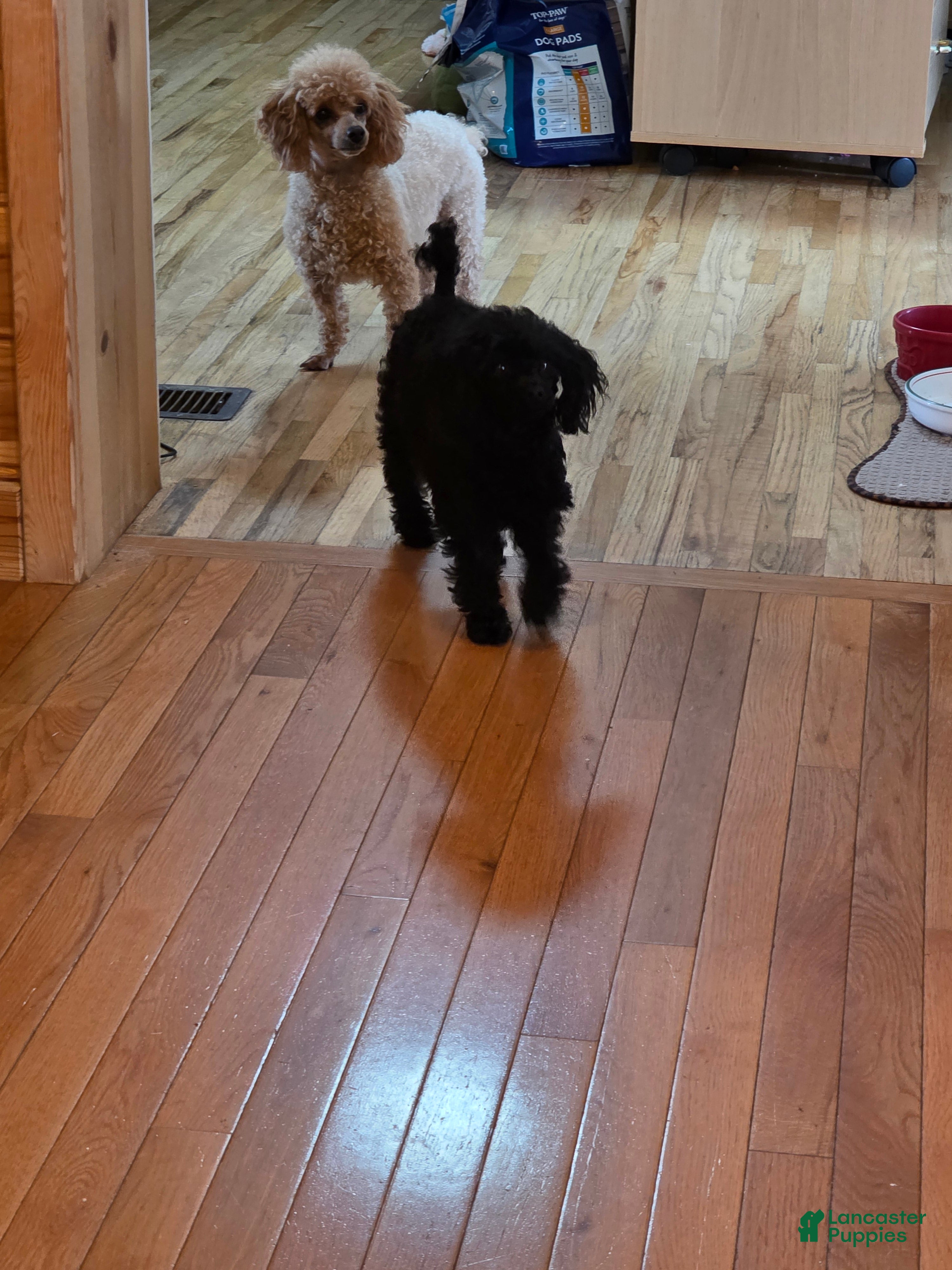 Toy Poodle dogs Toy Poodle adult female - Ad 1