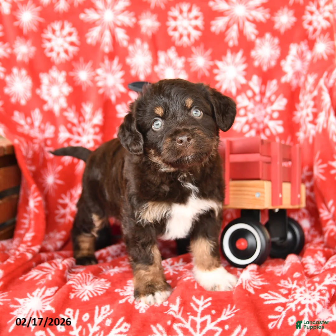 Mixed Breed dogs for sale: Tracy - Ad 1