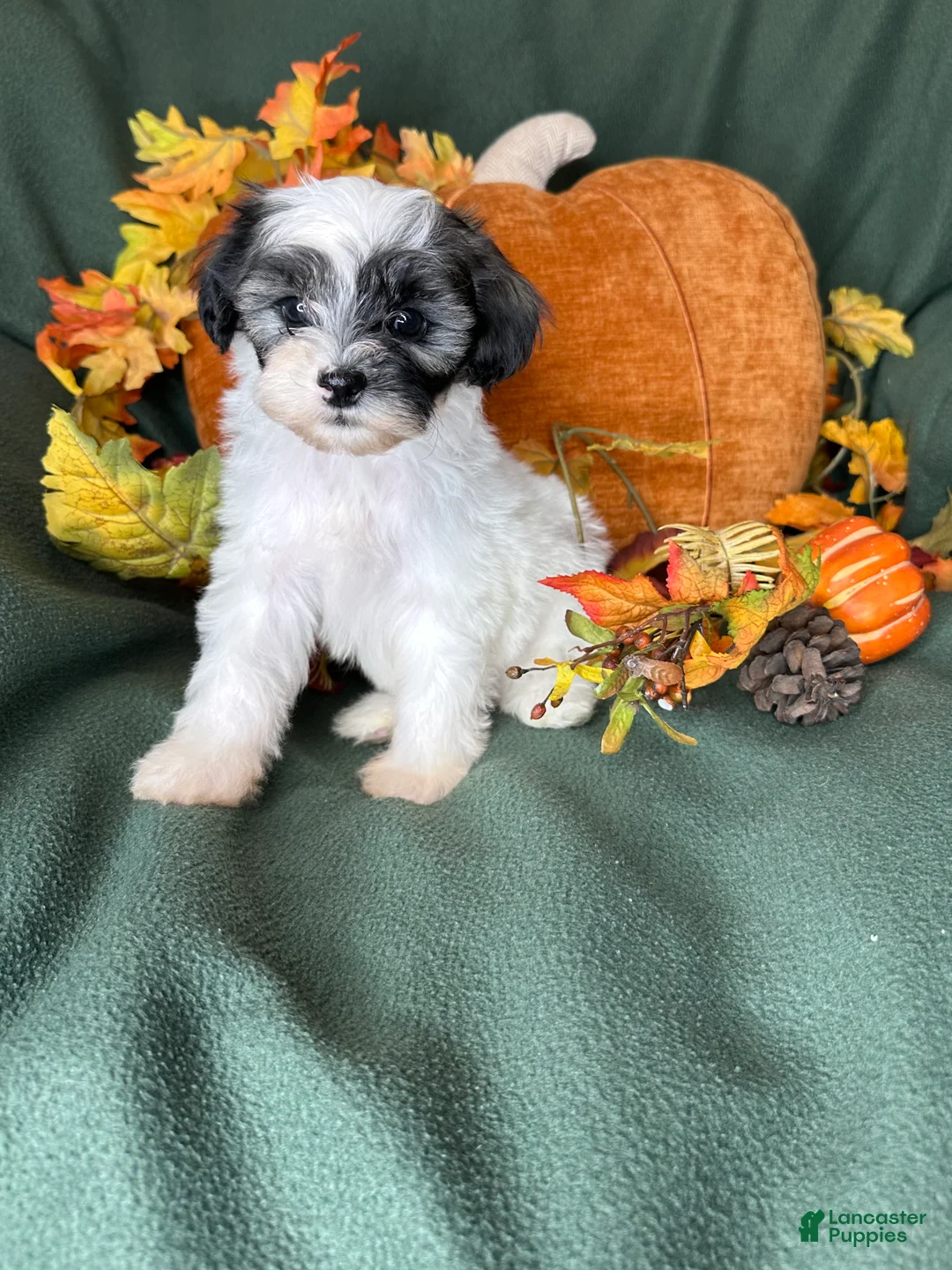 Shihpoo dogs for sale: Lemon - Ad 6