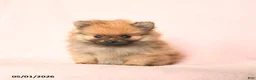 Pomeranian dogs for sale: Lucky - Ad 2