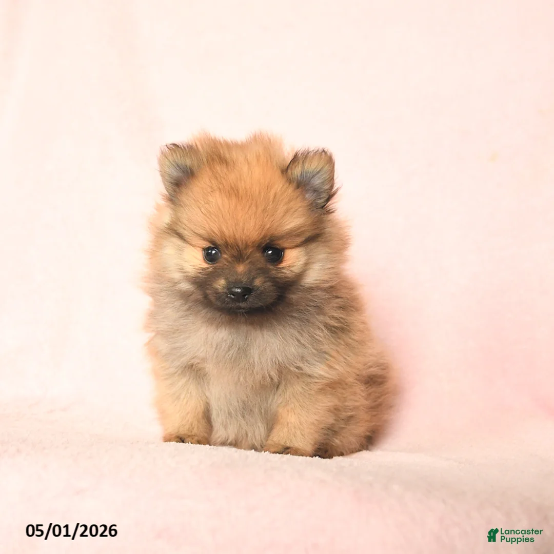 Pomeranian dogs for sale: Lucky - Ad 2