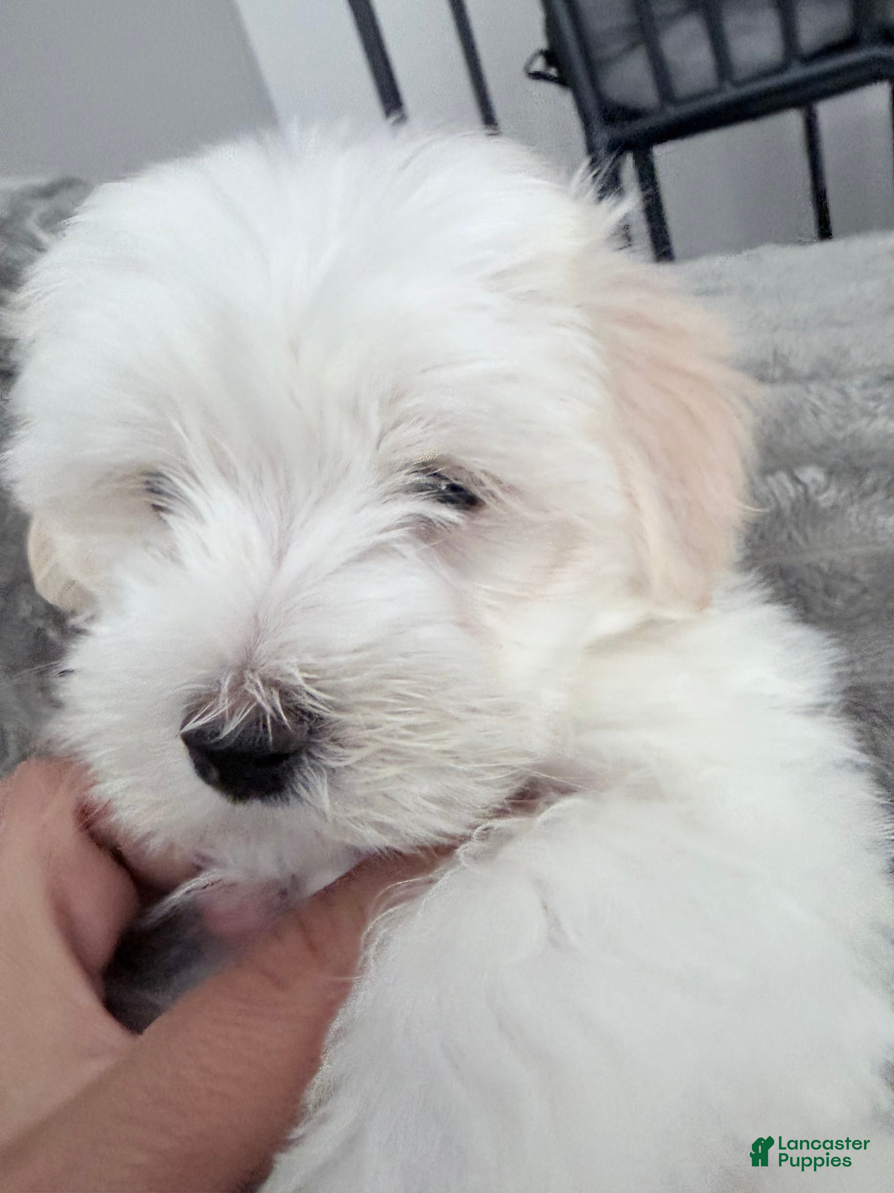 Maltese dogs for sale: Maltese 2 - Ad 1