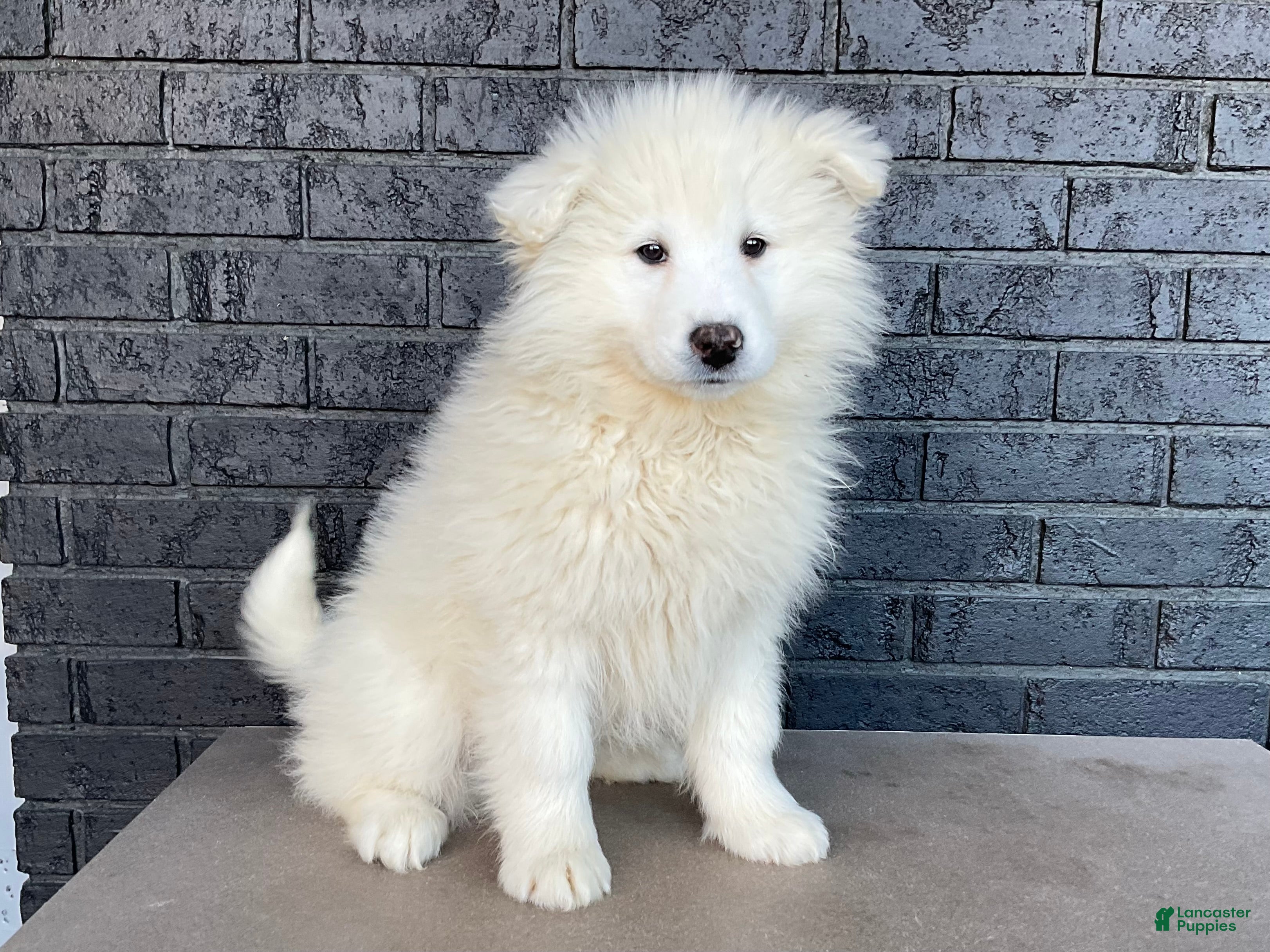 Samoyed dogs Syl - Ad 1