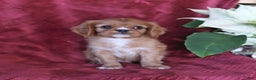 Cavalier King Charles Spaniel dogs for sale: Asher - Ad 4