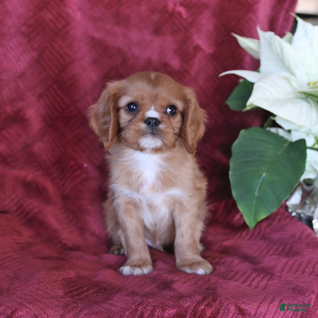 Cavalier King Charles Spaniel dogs for sale: Asher - Ad 4